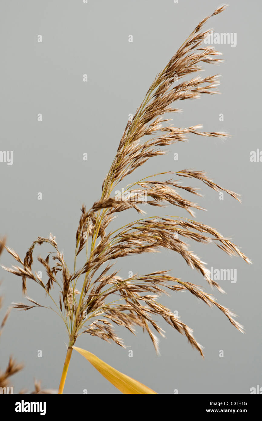 Common reed (Phragmites australis Stock Photo - Alamy