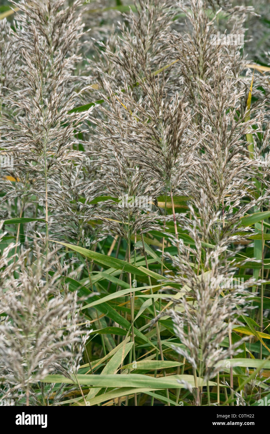 Common reed (Phragmites australis). Stock Photo