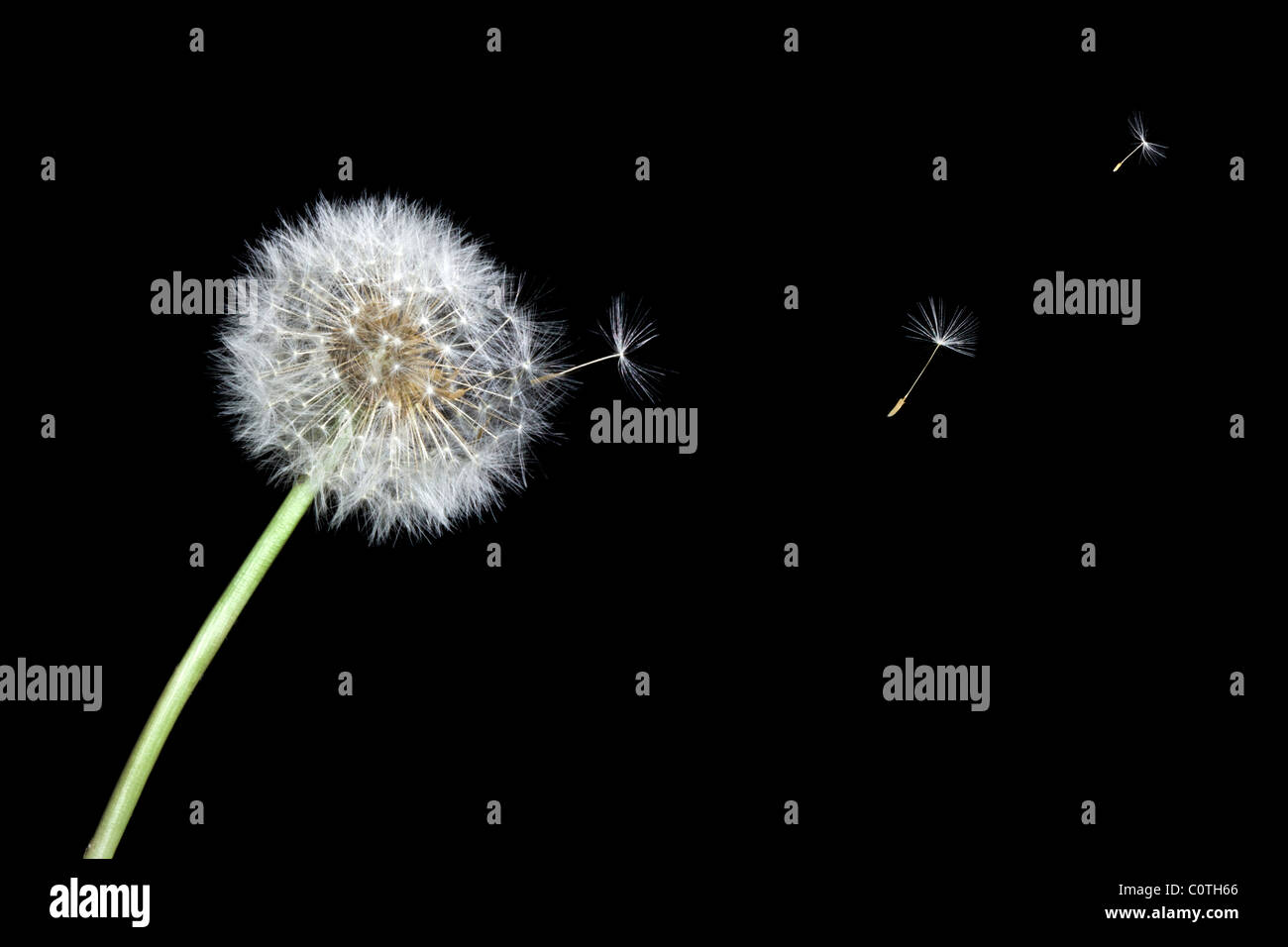 Seeds of a Dandelion blowing away Stock Photo Alamy