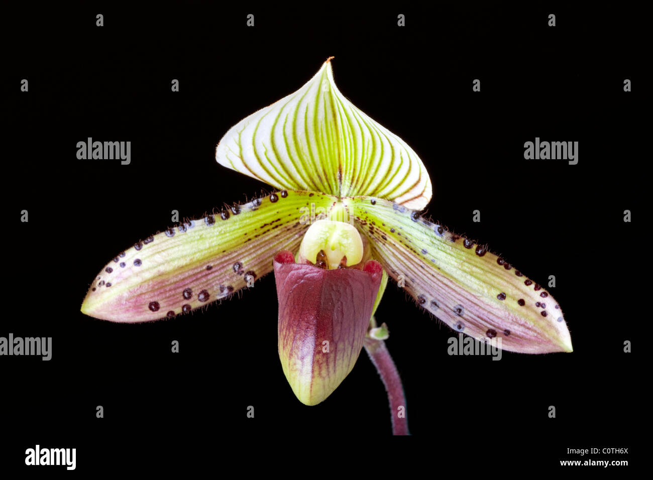 close-up of lady slipper orchid against black background Stock Photo