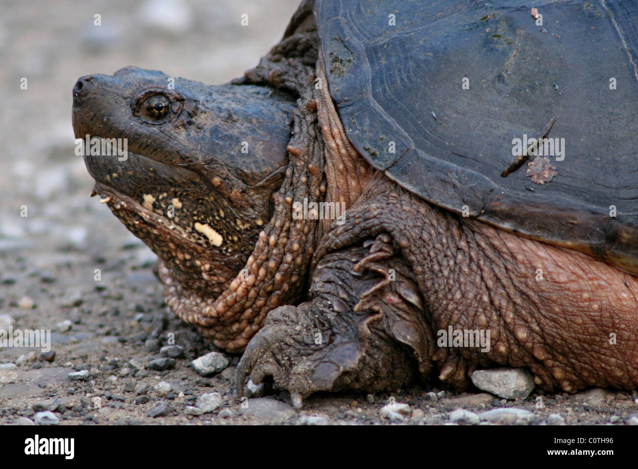 A Snapping Turtle walking along gravel. Stock Photo