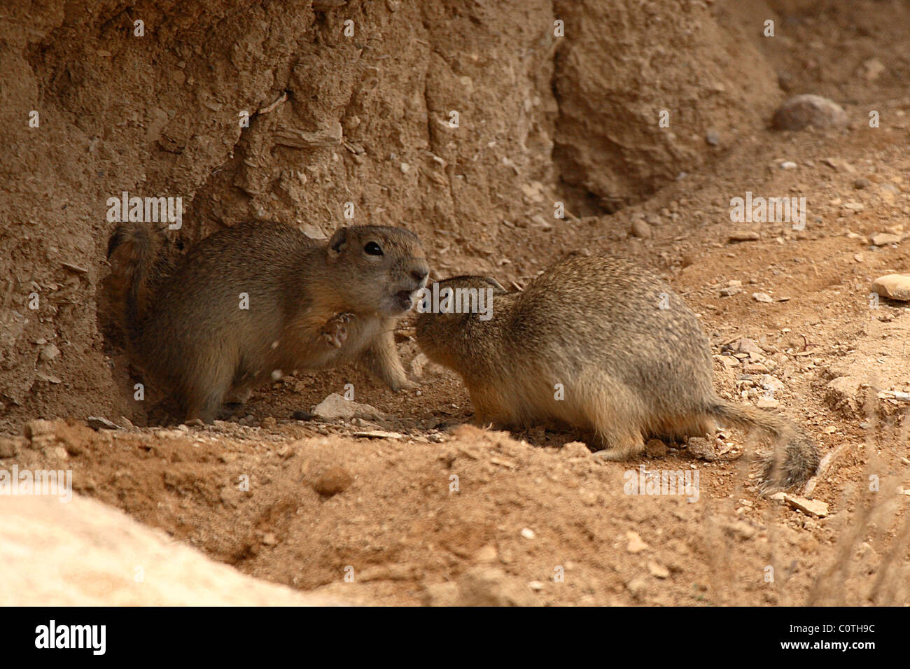 A Ground Squirrel fighting out of a corner. Stock Photo