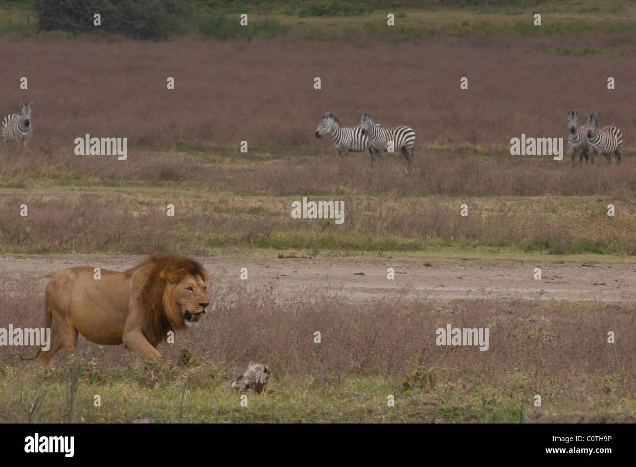Lion and Zebra Stock Photo