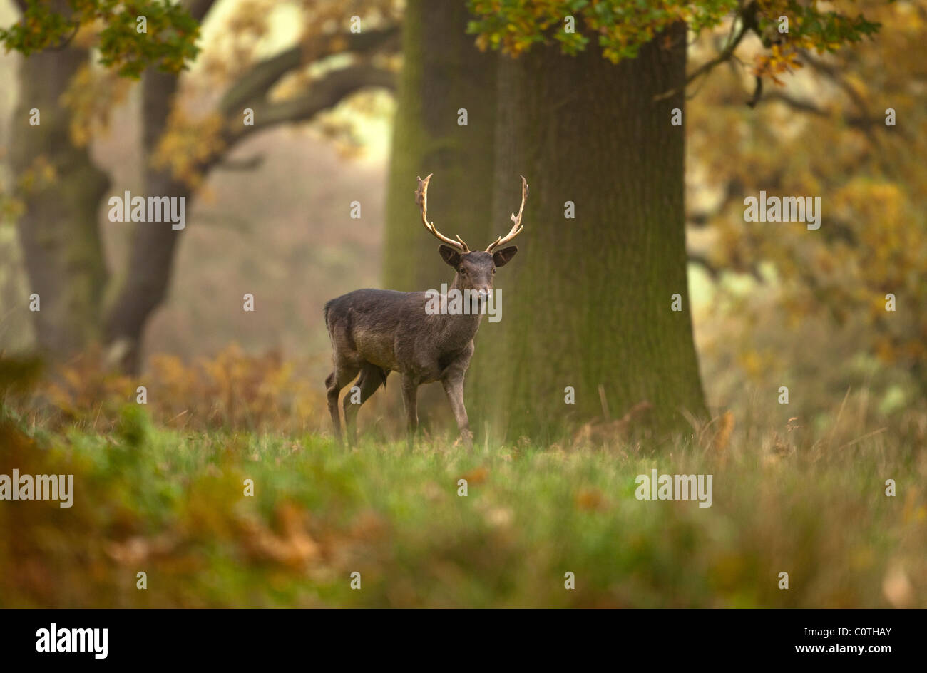 Bradgate Park, public park in Charnwood Forest, Newton Linford, Leicestershire, UK, Europe Stock Photo