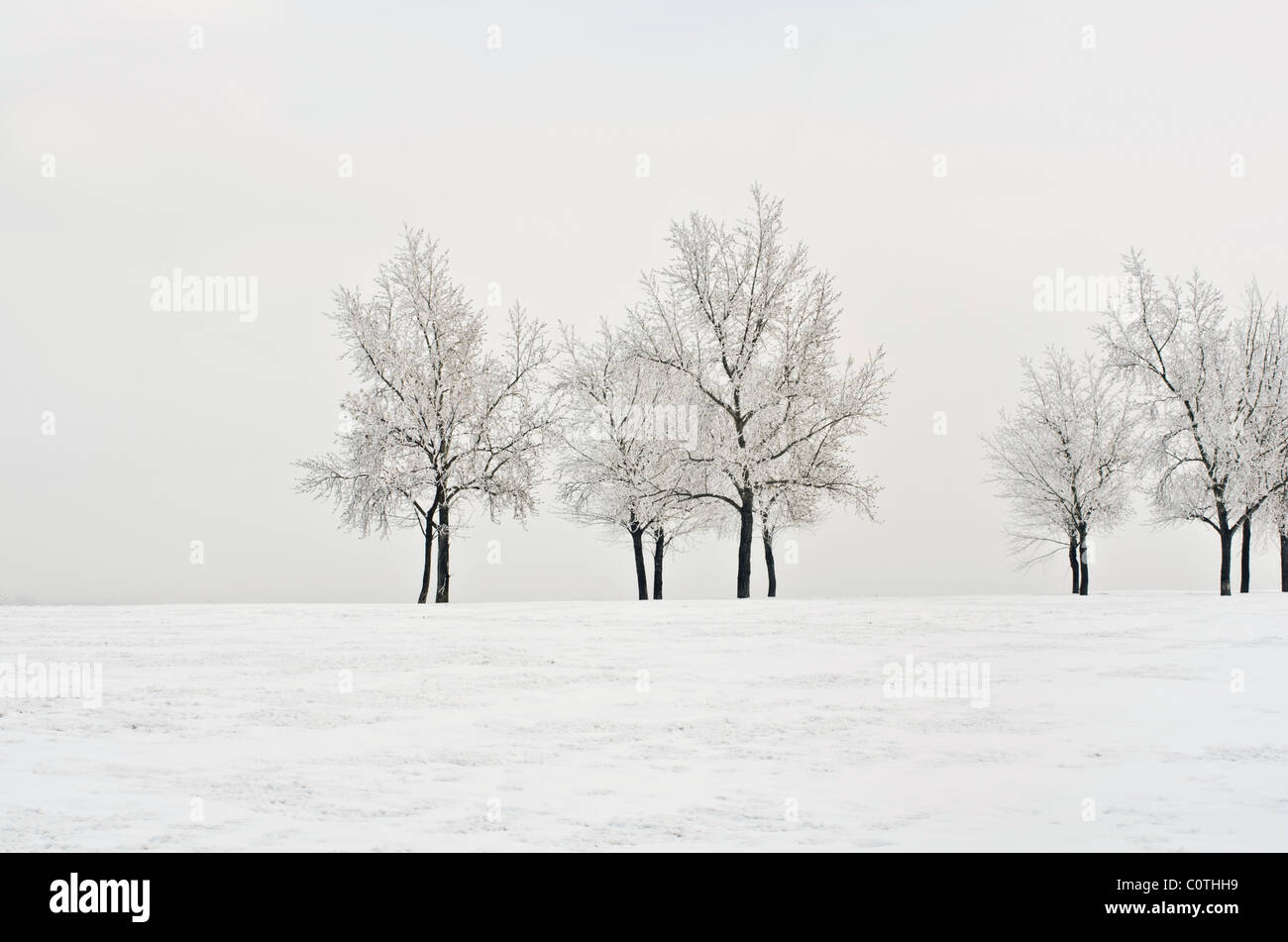 Lone trees covered in frost and show standing alone in a snow covered