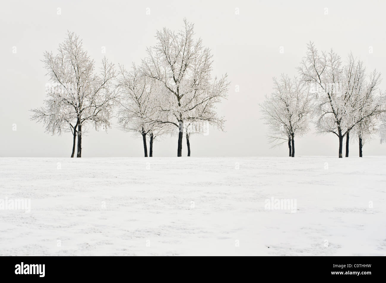 Lone trees covered in frost and show standing alone in a snow covered