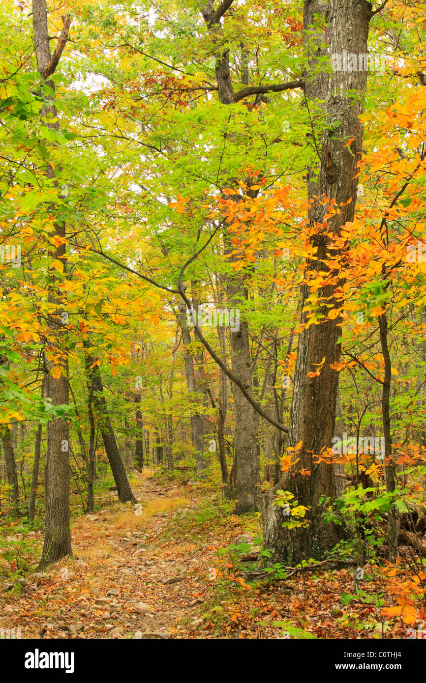 Gap Creek Trail, Massanutten Mountain, New Market, Shenandoah Valley