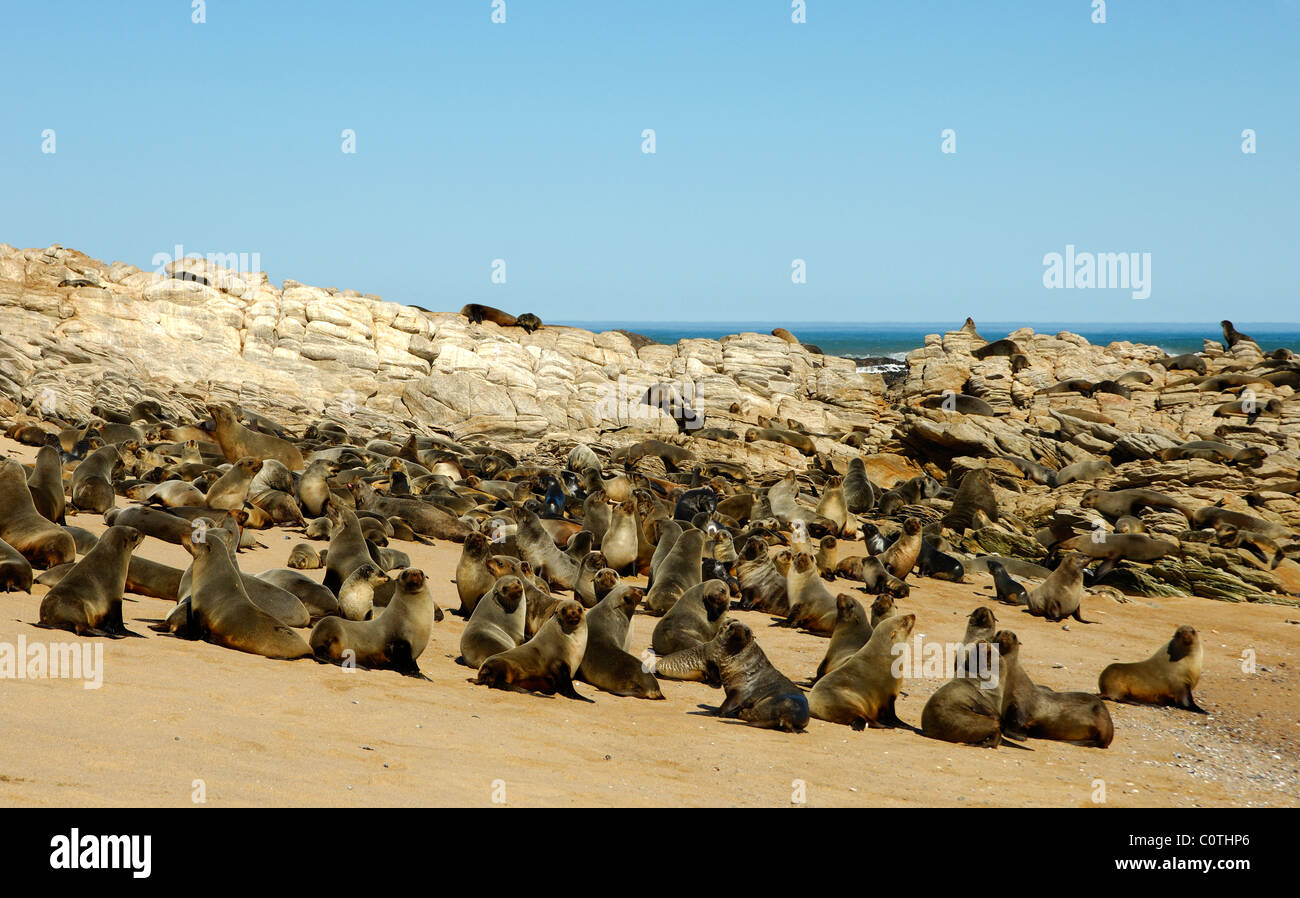Brown Fur Seals or Cape Fur Seals (Arctocephalus pusillus), Kleinzee, South Africa Stock Photo