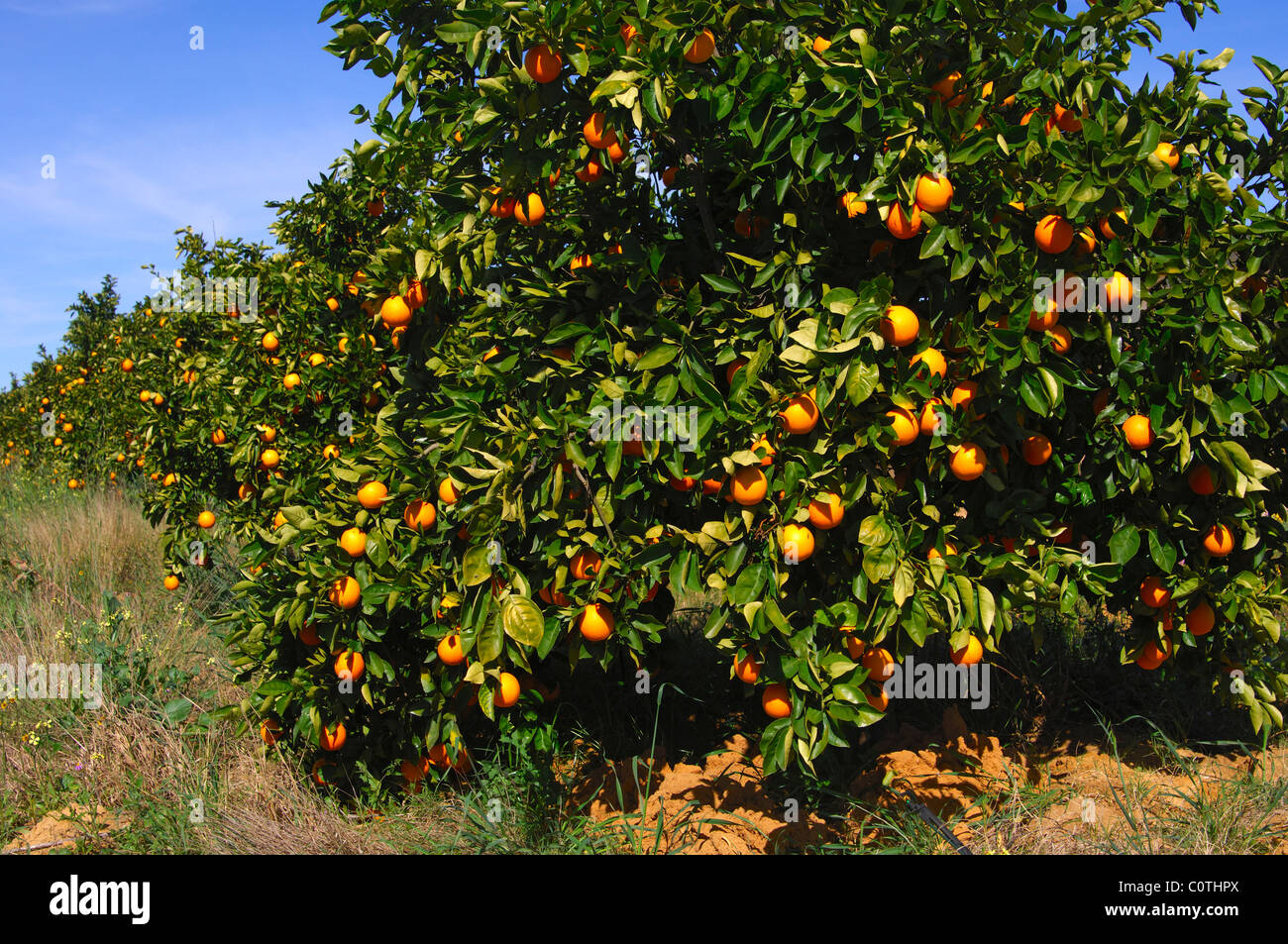 Orange tree with ripe fruits on a plantation in Citrusdal, Western Cape province, South Africa Stock Photo