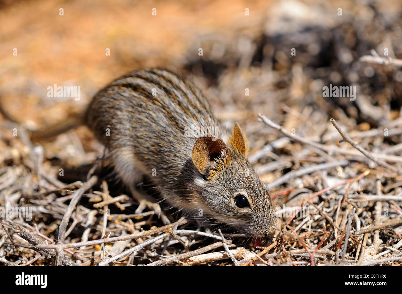 Four-striped grass mouse, Rhabdomys pumilio, in the natural habitat, Goegap Nature Reserve, Namaqualand, South Africa Stock Photo