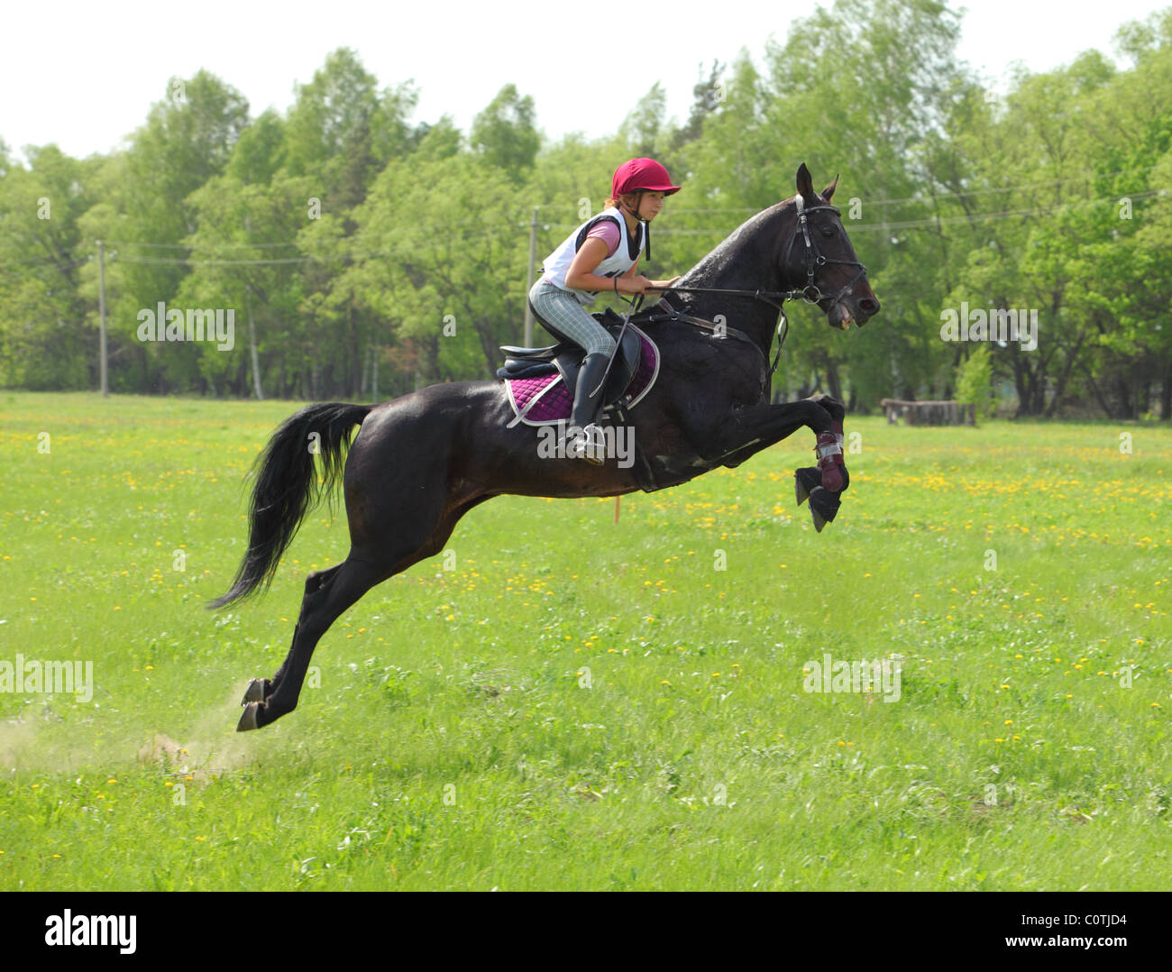 Rearing Saddle Horse Stock Photo