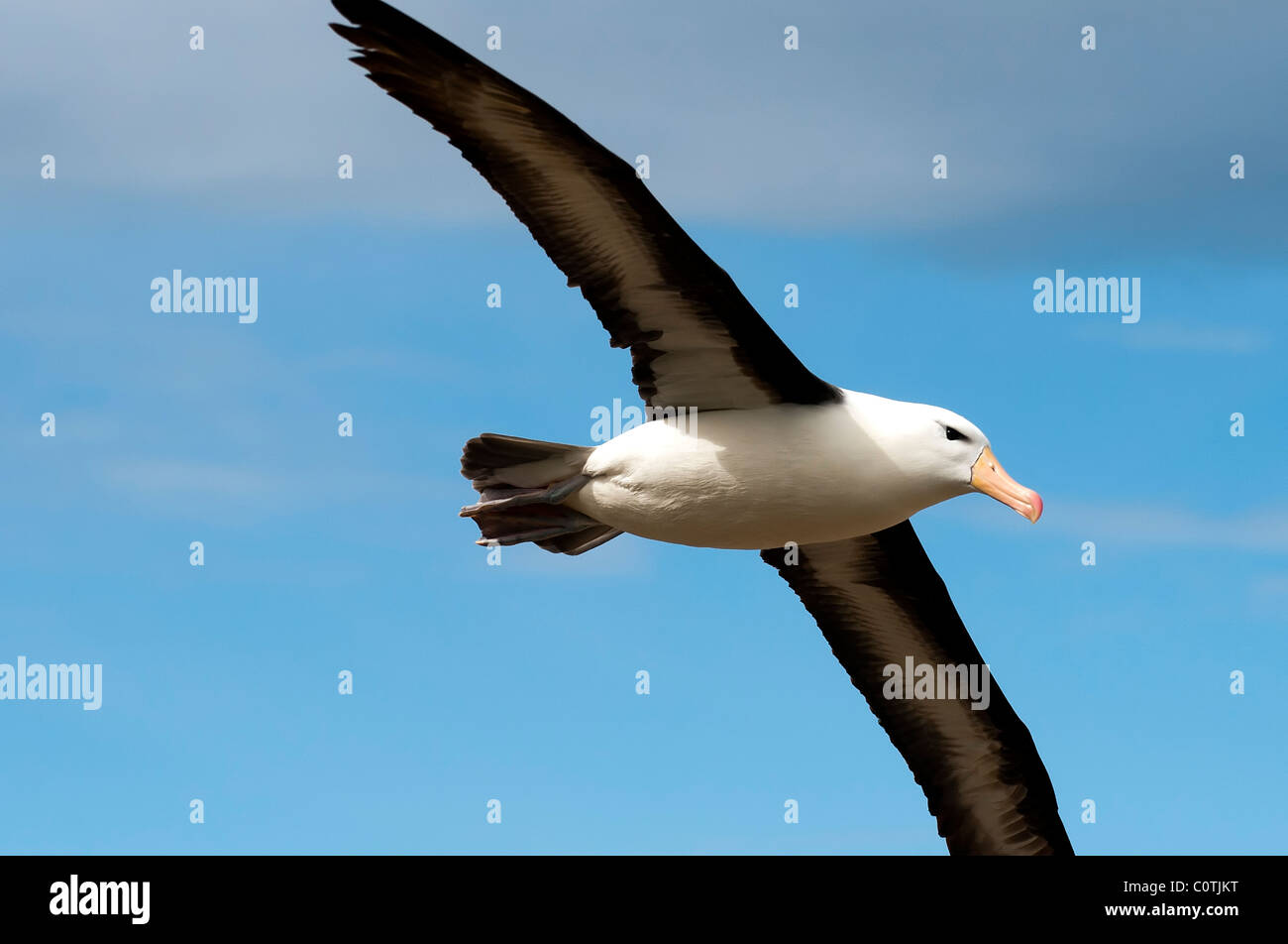 Albatross close up close up hi-res stock photography and images - Alamy