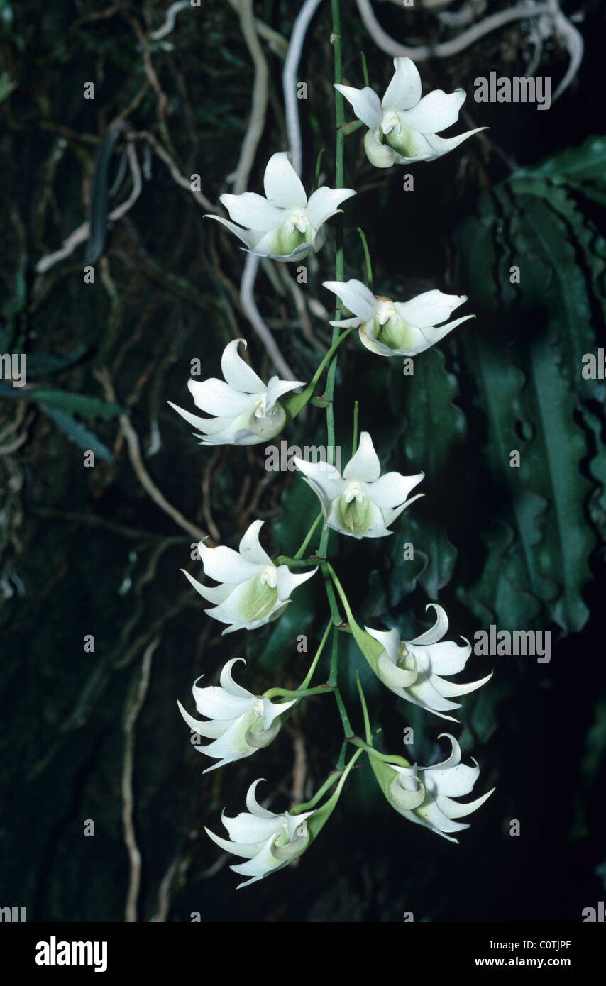 Aerangis fuscata, Endemic Orchid Flowers, Plant or Flower from Madagascar, South West Madagascar Stock Photo