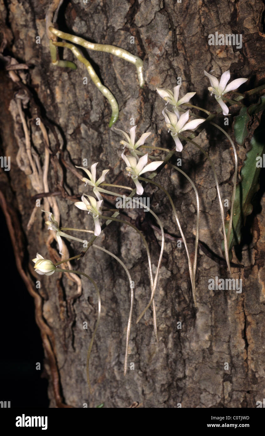 Aerangis decariana Endemic Orchid, Flower, Flowers or Plant, South West Madagascar Stock Photo