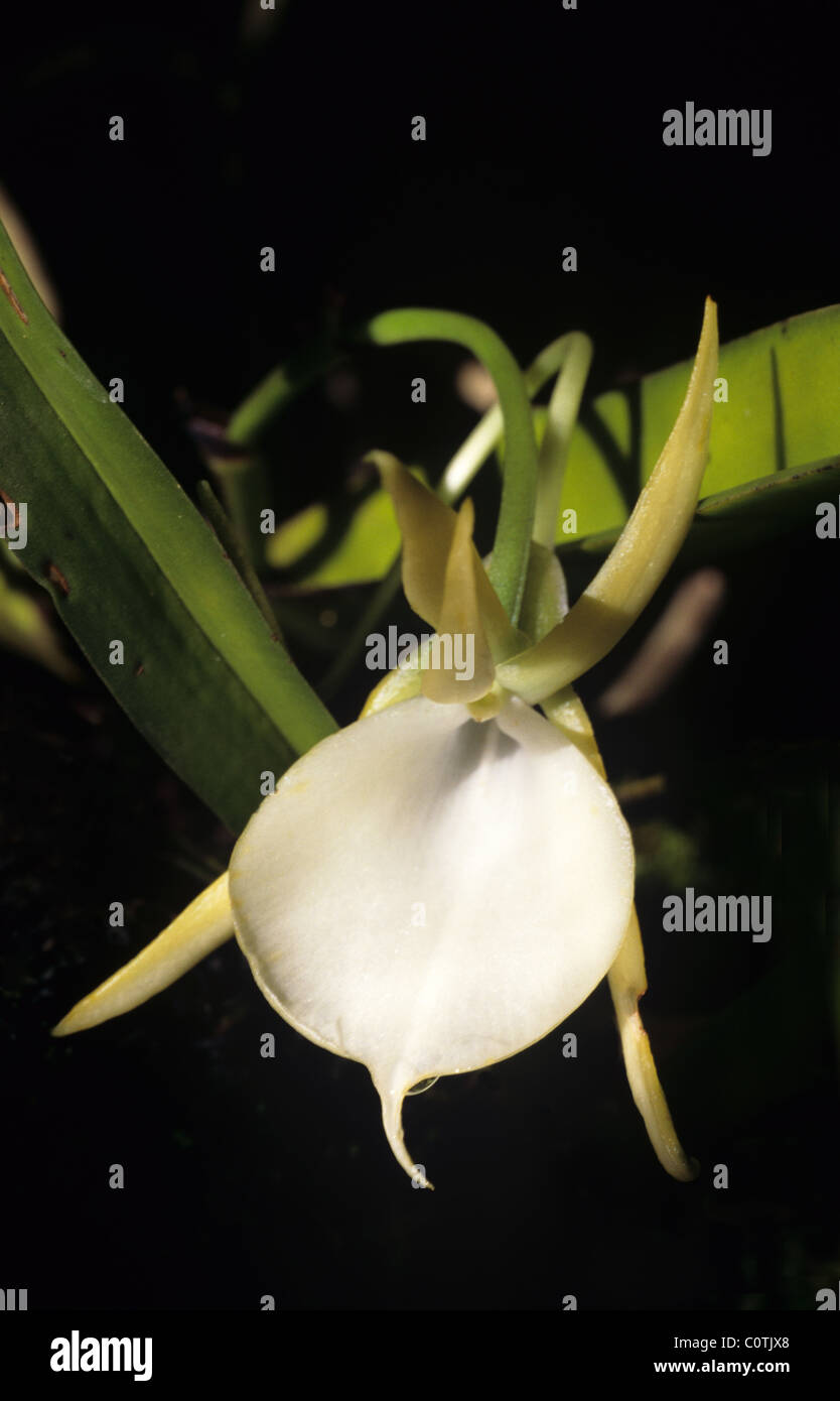 Angraecum serypetalaume, Endemic Orchid, Flower or Plant from Madagascar Stock Photo