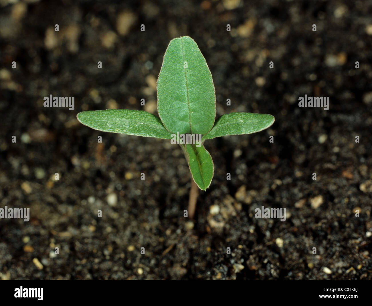 Pigweed or amaranth (Amaranthus retroflexus) plant with second true leaf forming Stock Photo