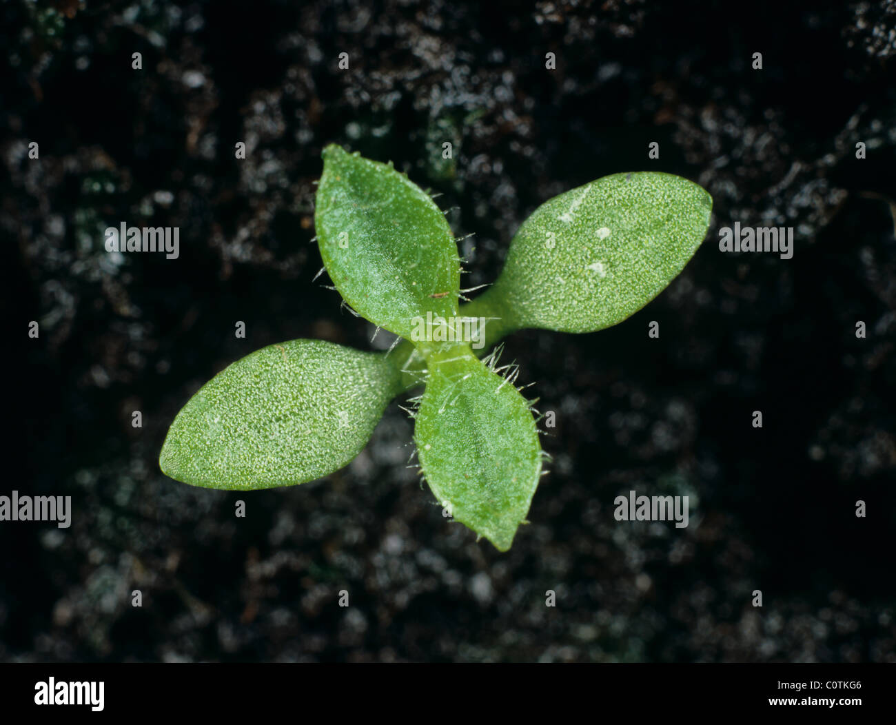 Common mouse-ear (Cerastium fontanum) seedling with early true leaves Stock Photo
