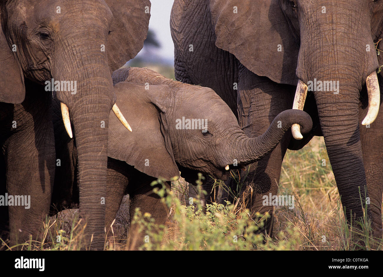 Young African elephant (Loxodonta africana) holds tusk of a group member,  Tarangire National Park, Tanzania Stock Photo