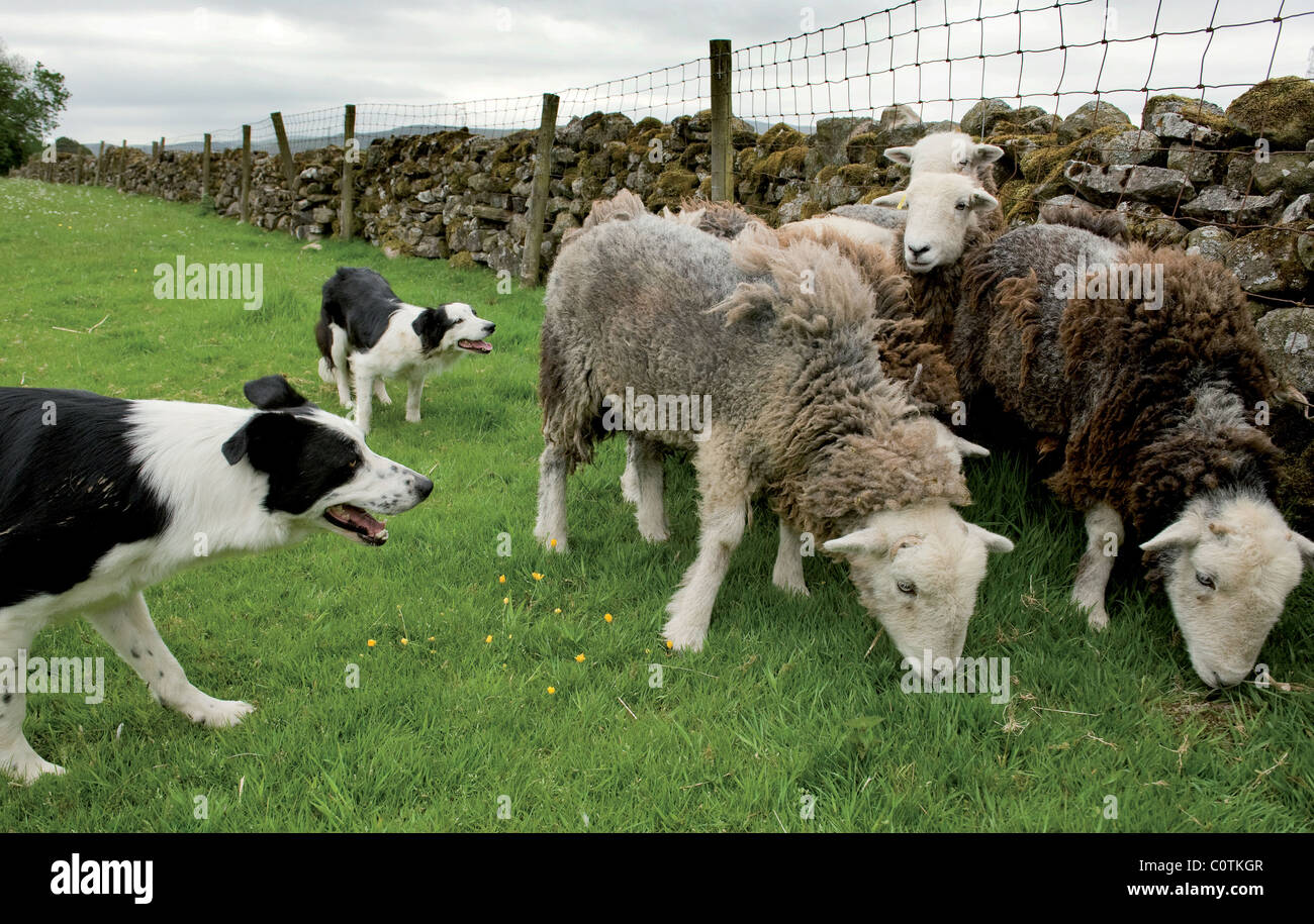 Working sheep dogs and sheep Stock Photo
