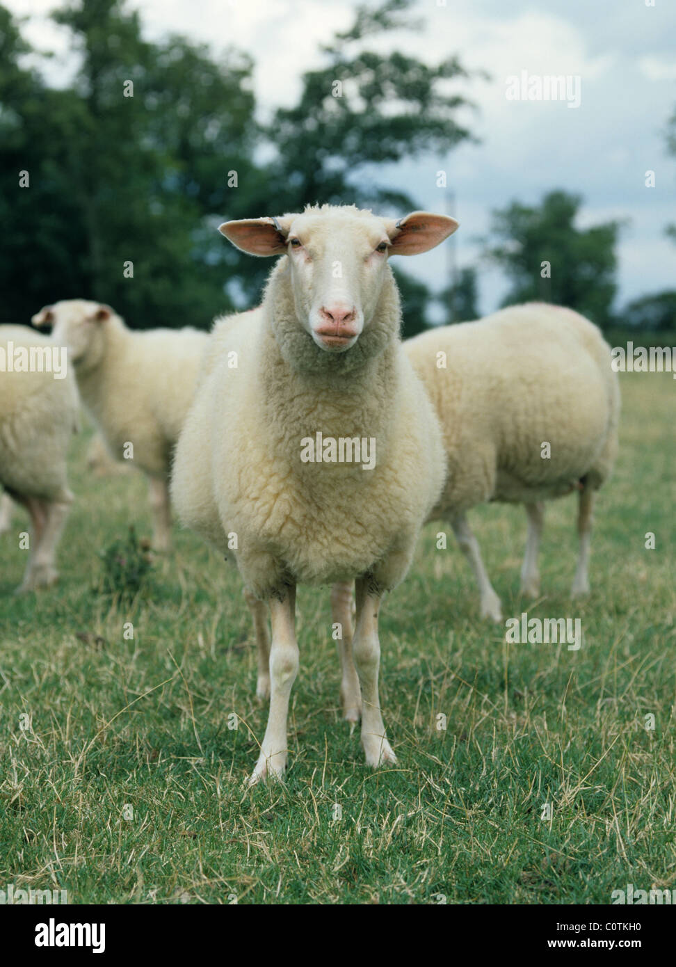 Mature pedigree Friesland or friesian milking ewe on grassland Stock Photo