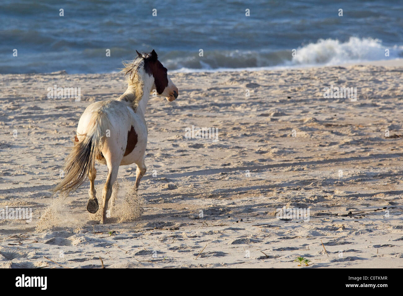 Assateague wild pony, (Equus caballus), lone wild stallion on beach, Assateague Island National Seashore, Assateague Island Stock Photo