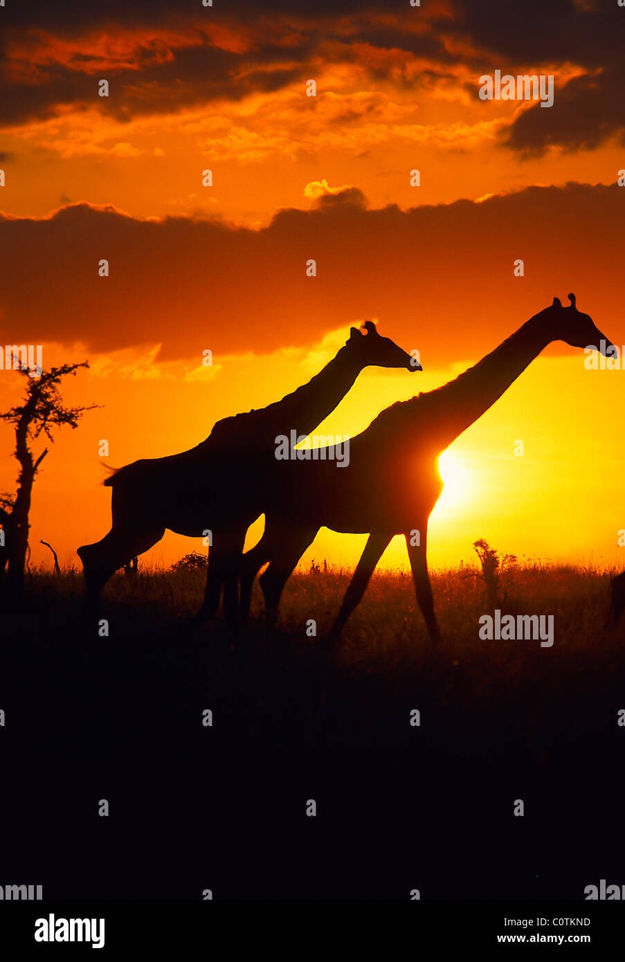 Two giraffes (Giraffa camelopardalis) in silhouette against sunset, Tarangire National Park, Tanzania Stock Photo