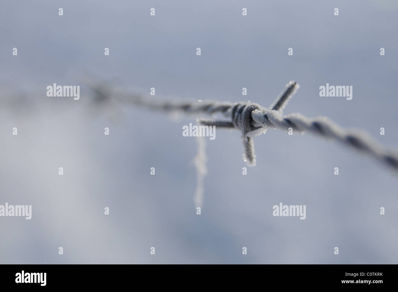 Frost covered barbed wire Stock Photo