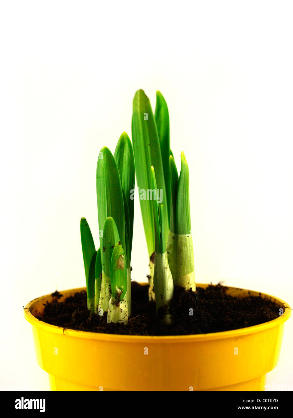 daffodil growing in a pot Stock Photo Alamy