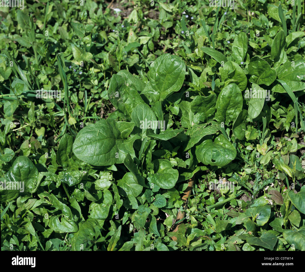 Severe arable weed infestation in a garden vegetable patch with young spinach Stock Photo