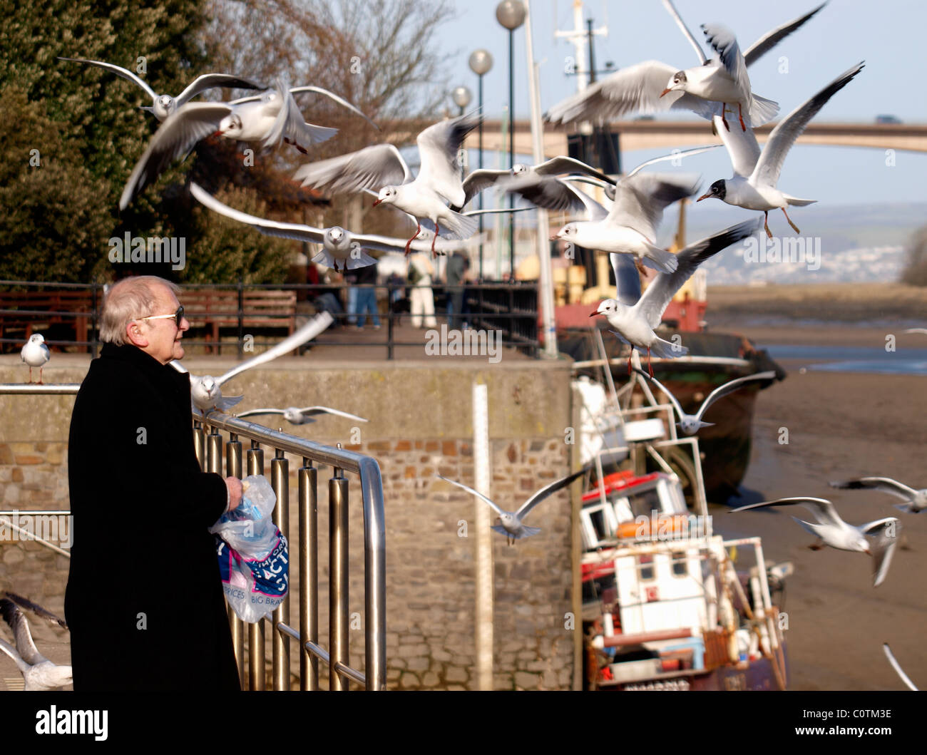 Old man feeding seagulls, Bideford quay, Devon, UK Stock Photo