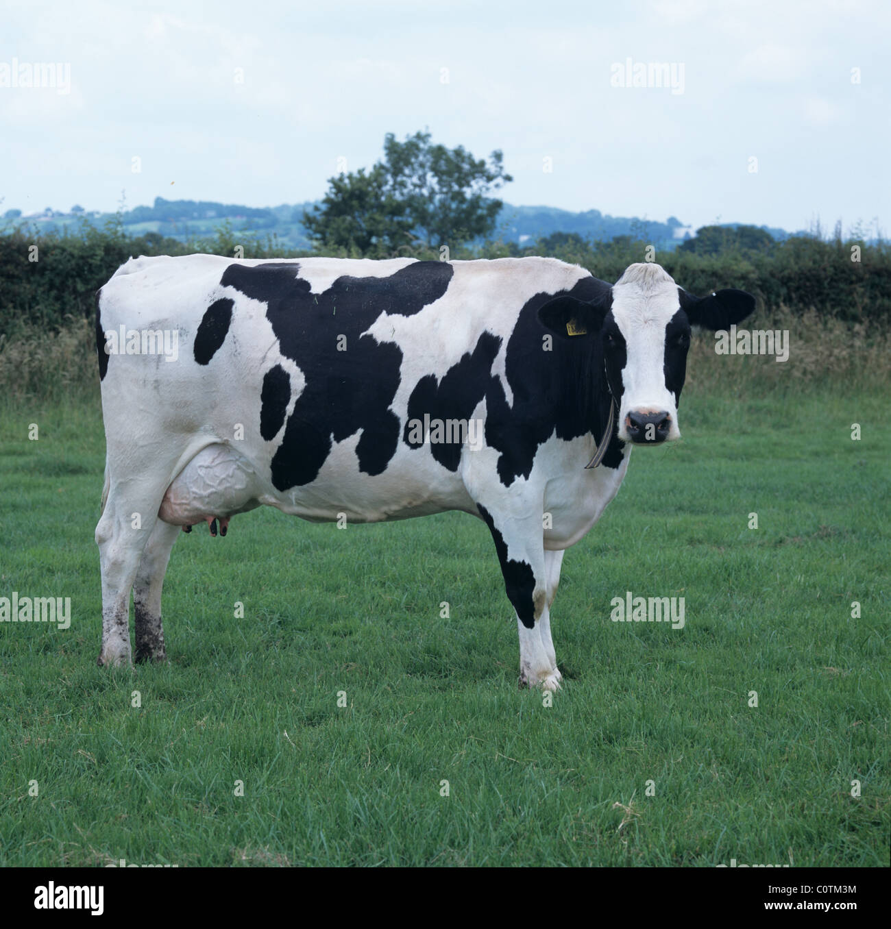 Holstein Friesian milking cow on good summer grassland, Devon Stock Photo