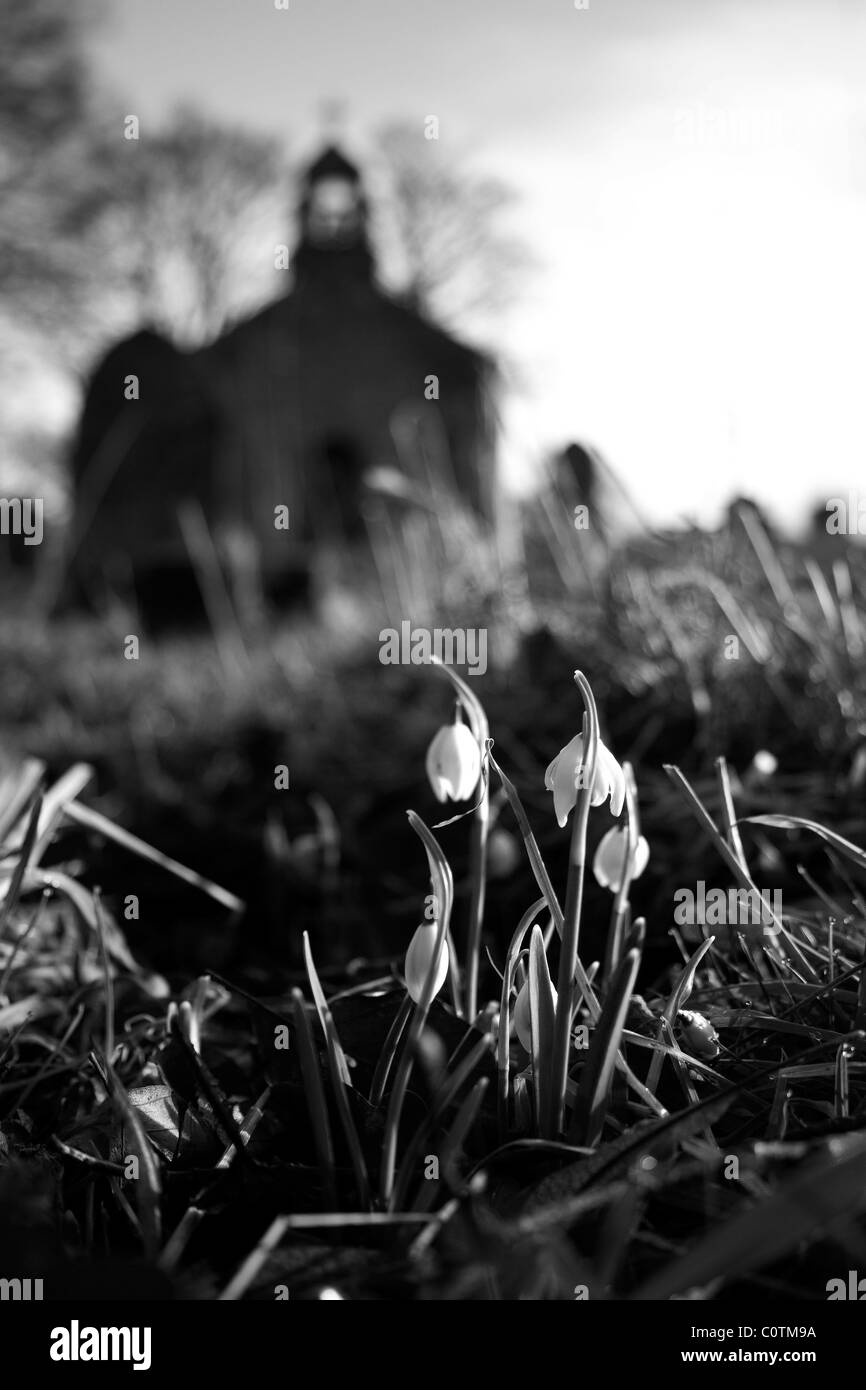 snowdrops in churchyard Stock Photo