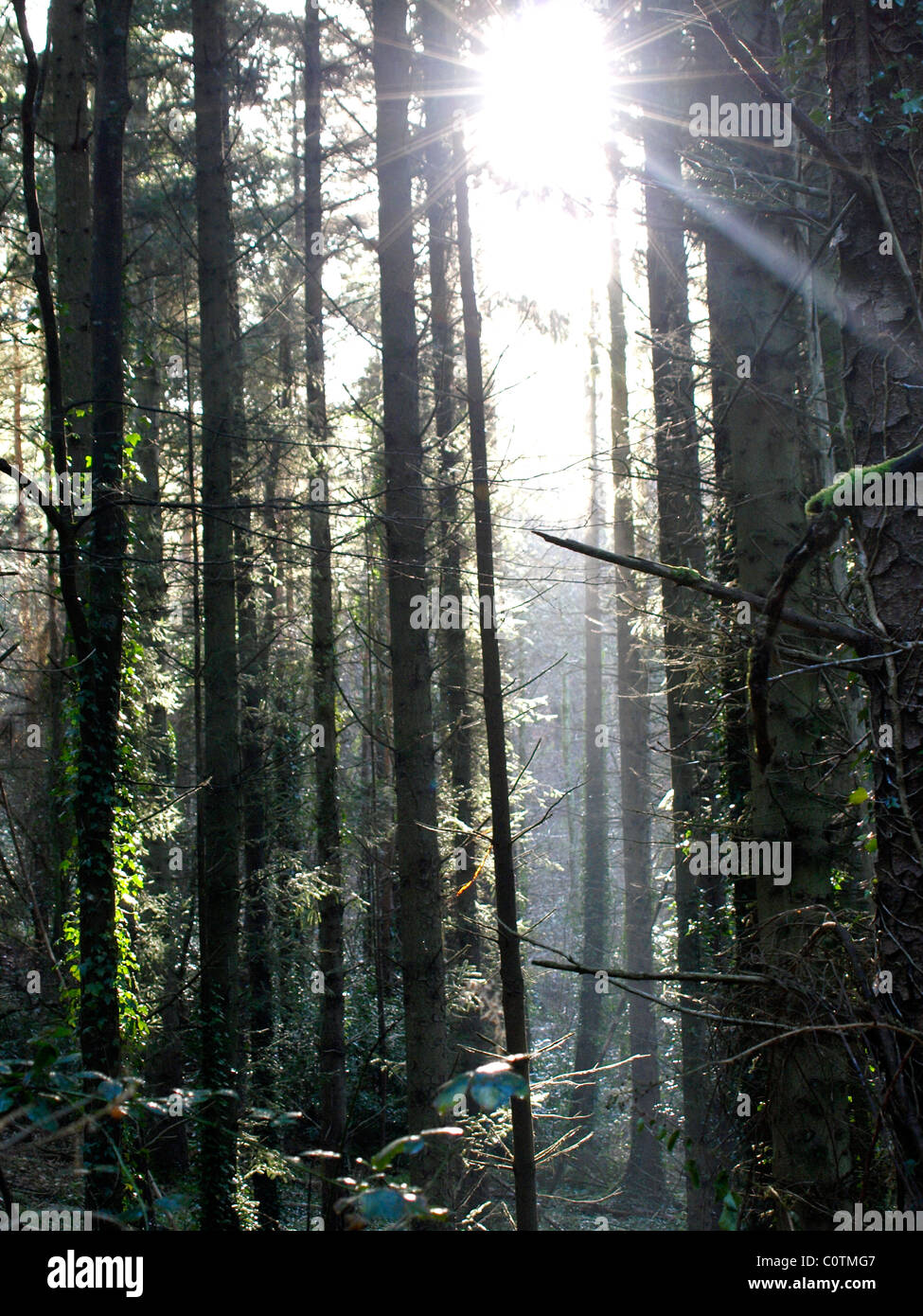 Sunshine through the trees, UK Stock Photo