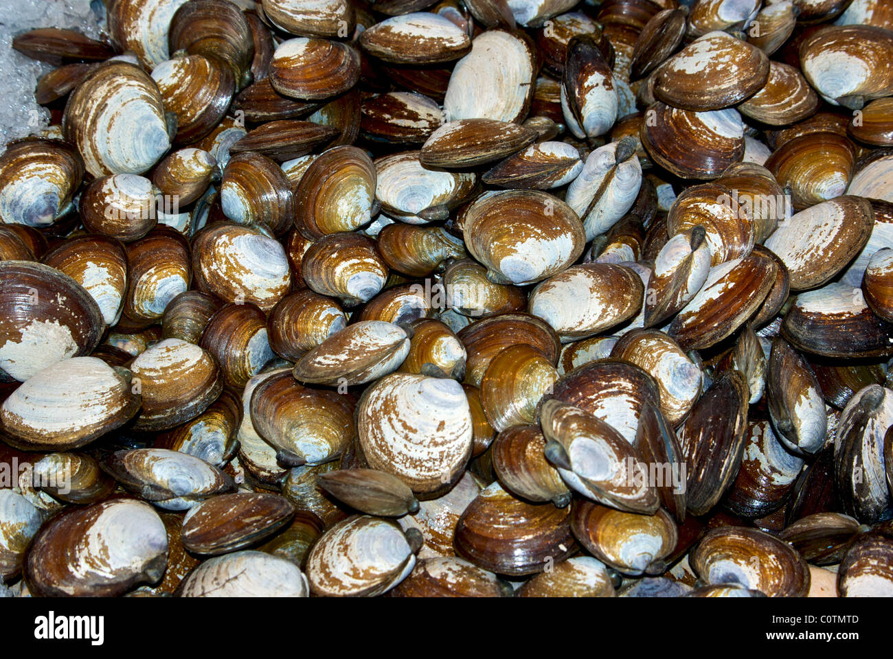 English Clam Shell Bed