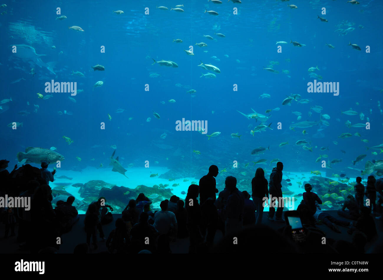 The Georgia Aquarium, the world's largest aquarium, in Atlanta, Georgia Stock Photo
