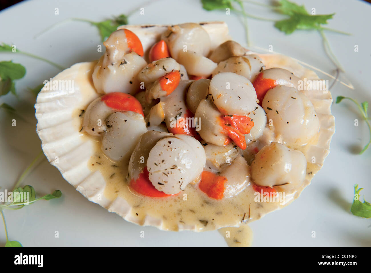 Queen Scallops High Resolution Stock Photography and Images Alamy