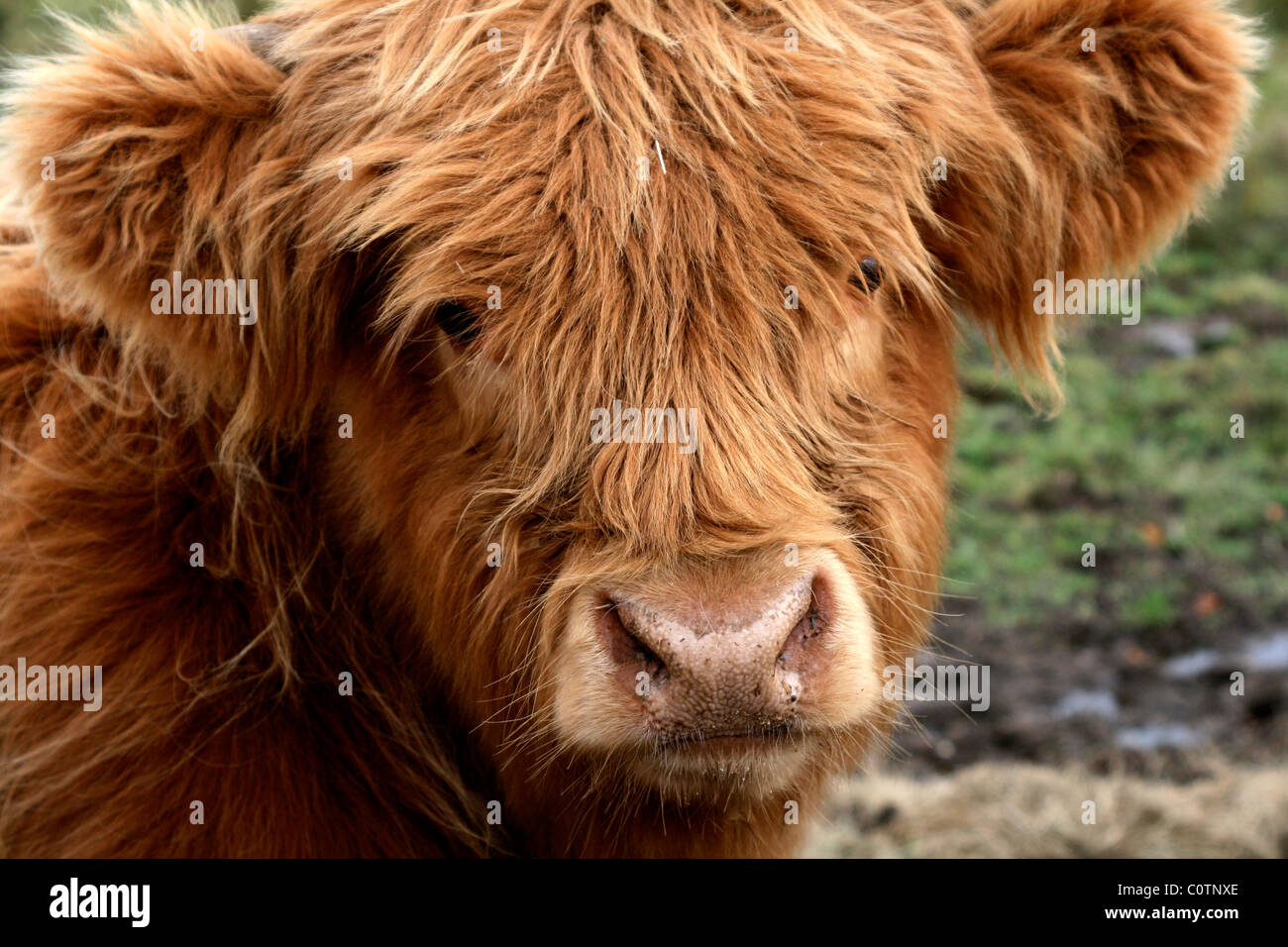 Scottish highland cow and calf hi-res stock photography and images - Alamy
