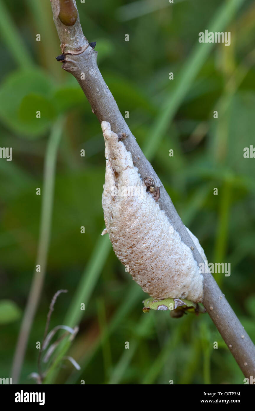 Praying Mantis (Mantis religiosa), egg case (ootheca) on a twig. Stock Photo