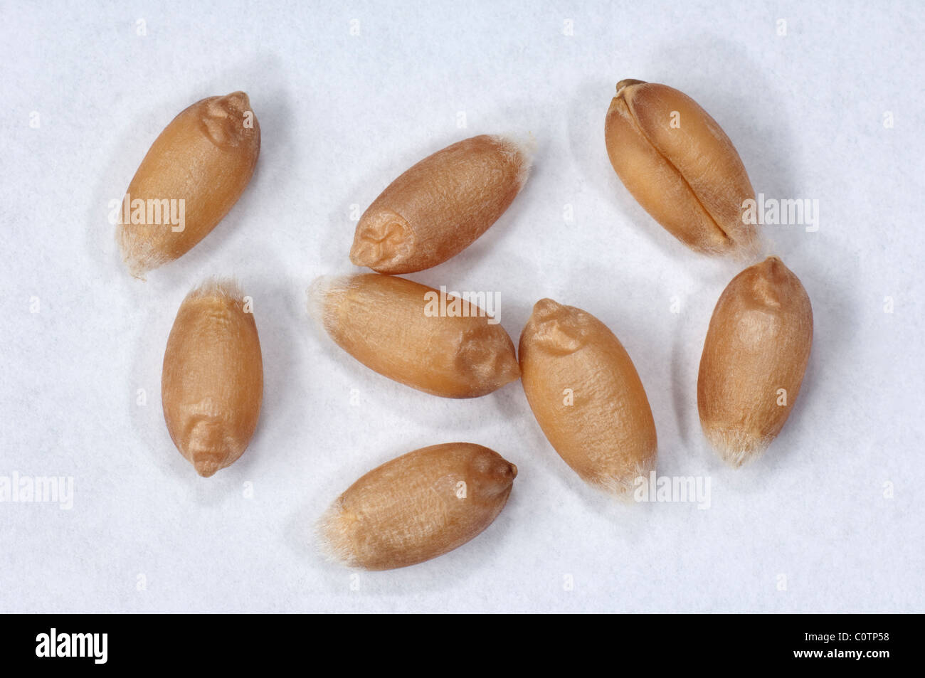 Durum Wheat, Macaroni Wheat (Triticum durum), seeds. Studio picture against a white background. Stock Photo