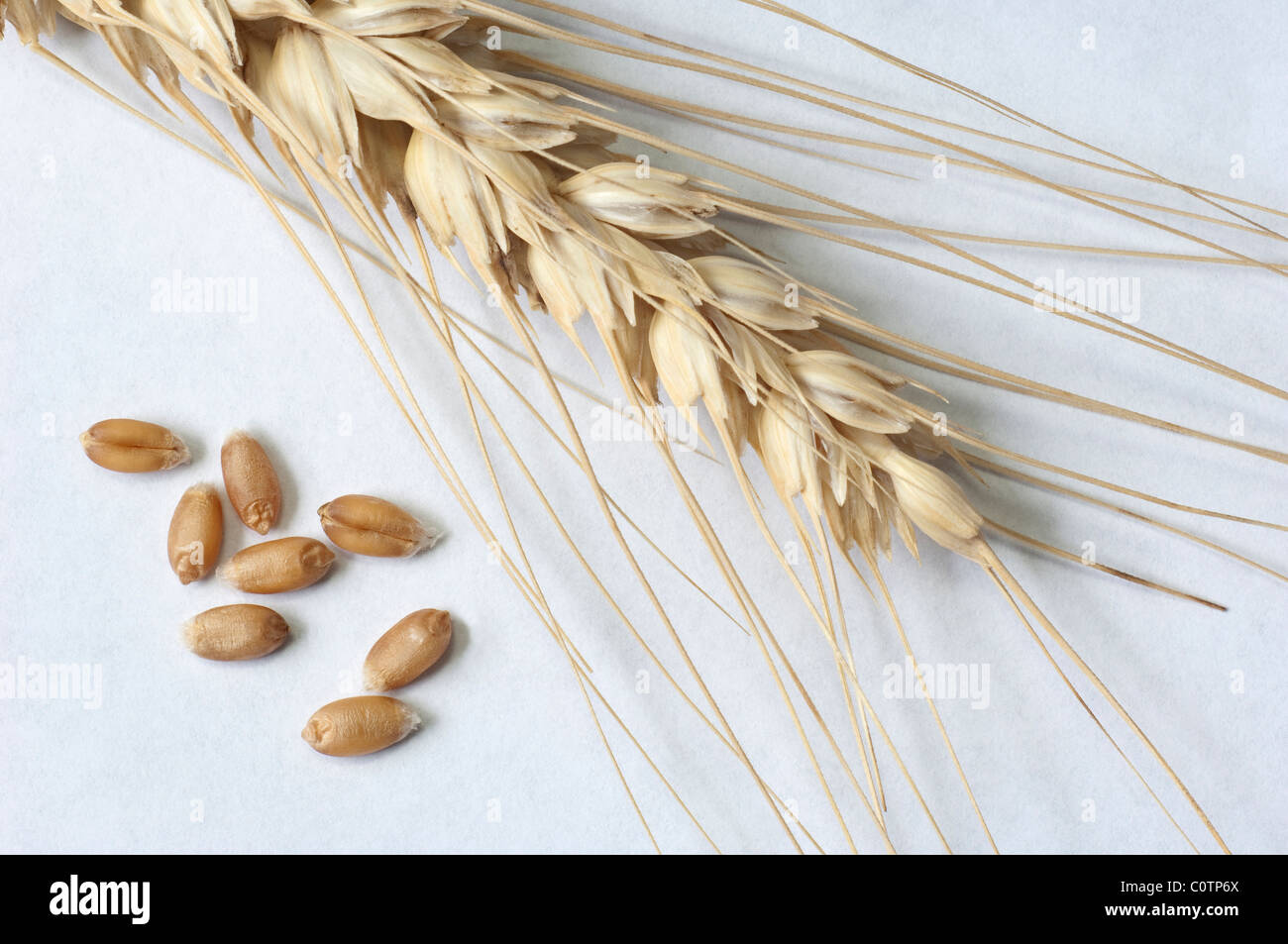 Durum Wheat, Macaroni Wheat (Triticum durum), ear and seeds. Studio picture against a white background. Stock Photo