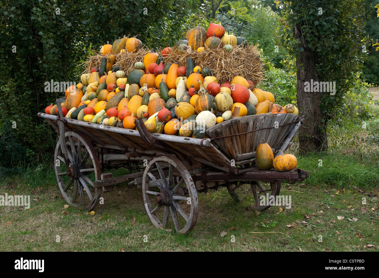 Pumpkins (Cucurbita sp.) of different varieties on a farm cart at the roadside. Burgenland, Austria. Stock Photo