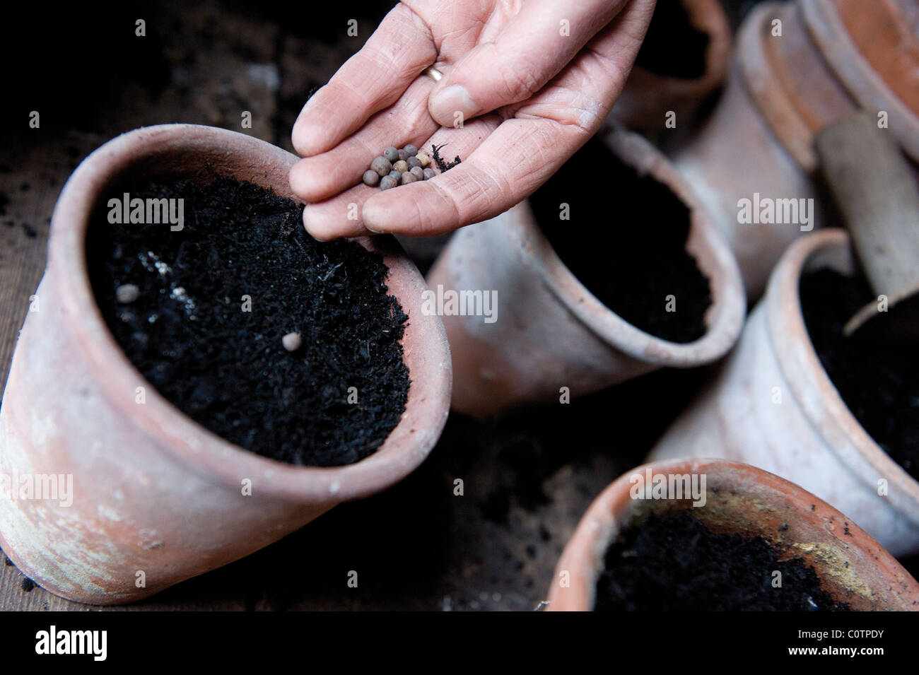 Closeup of seed sowing in pots Stock Photo