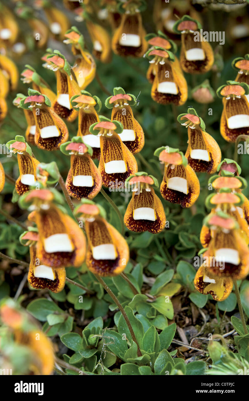 Calceolaria Walter Shrimpton plant Stock Photo