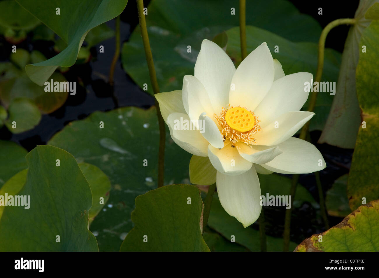 American Lotus, Yellow Lotus (Nelumbo lutea), flower Stock Photo Alamy