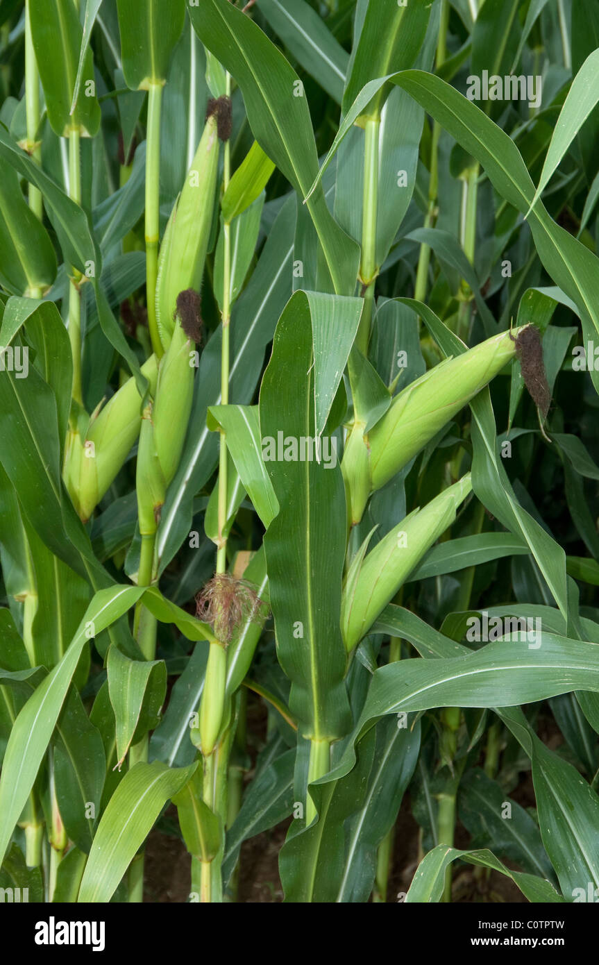 Maize, Corn (Zea mays). Plants with cobs. Stock Photo