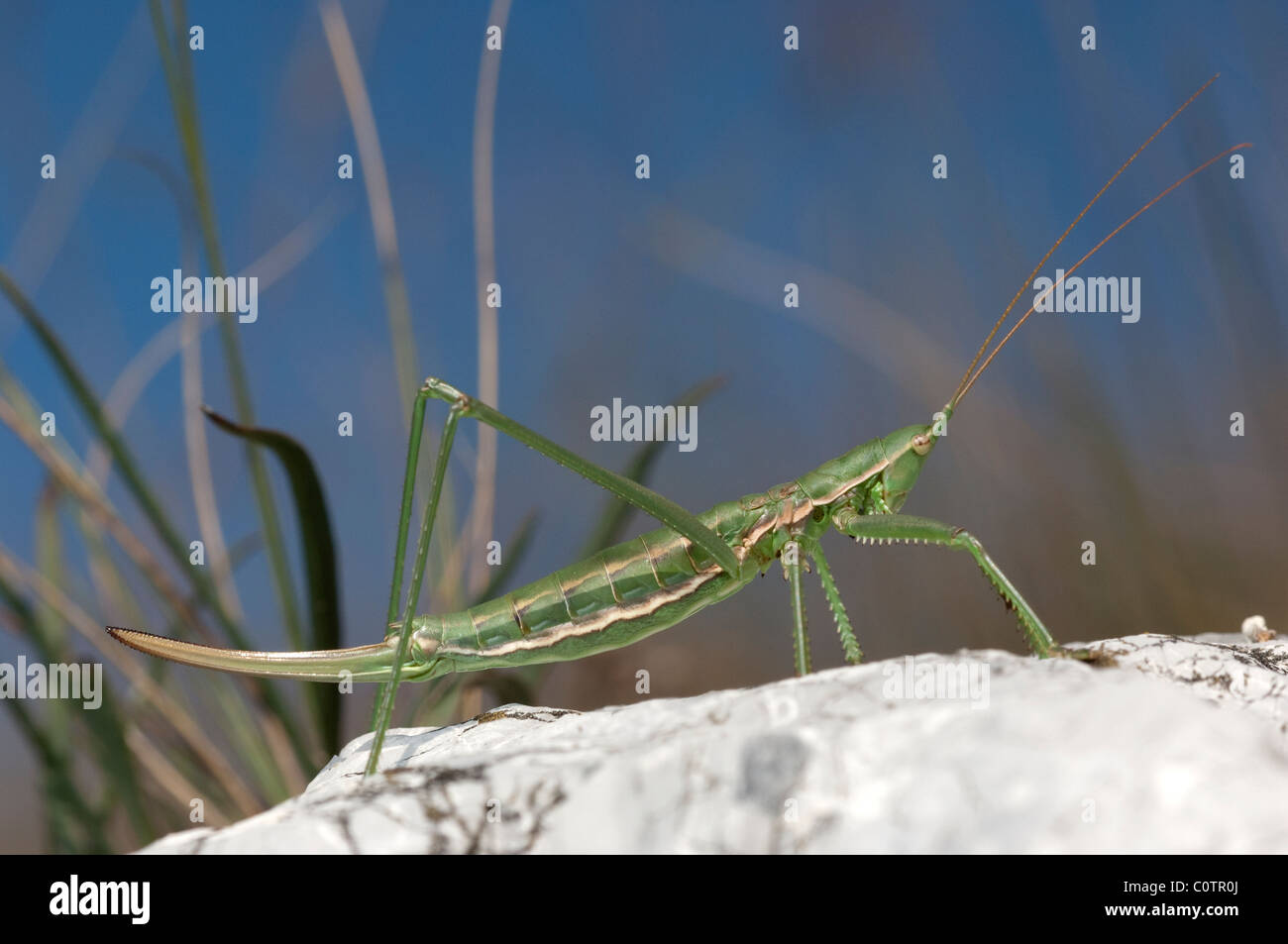 Predatory Bush Cricket (Saga pedo) on a rock. Stock Photo