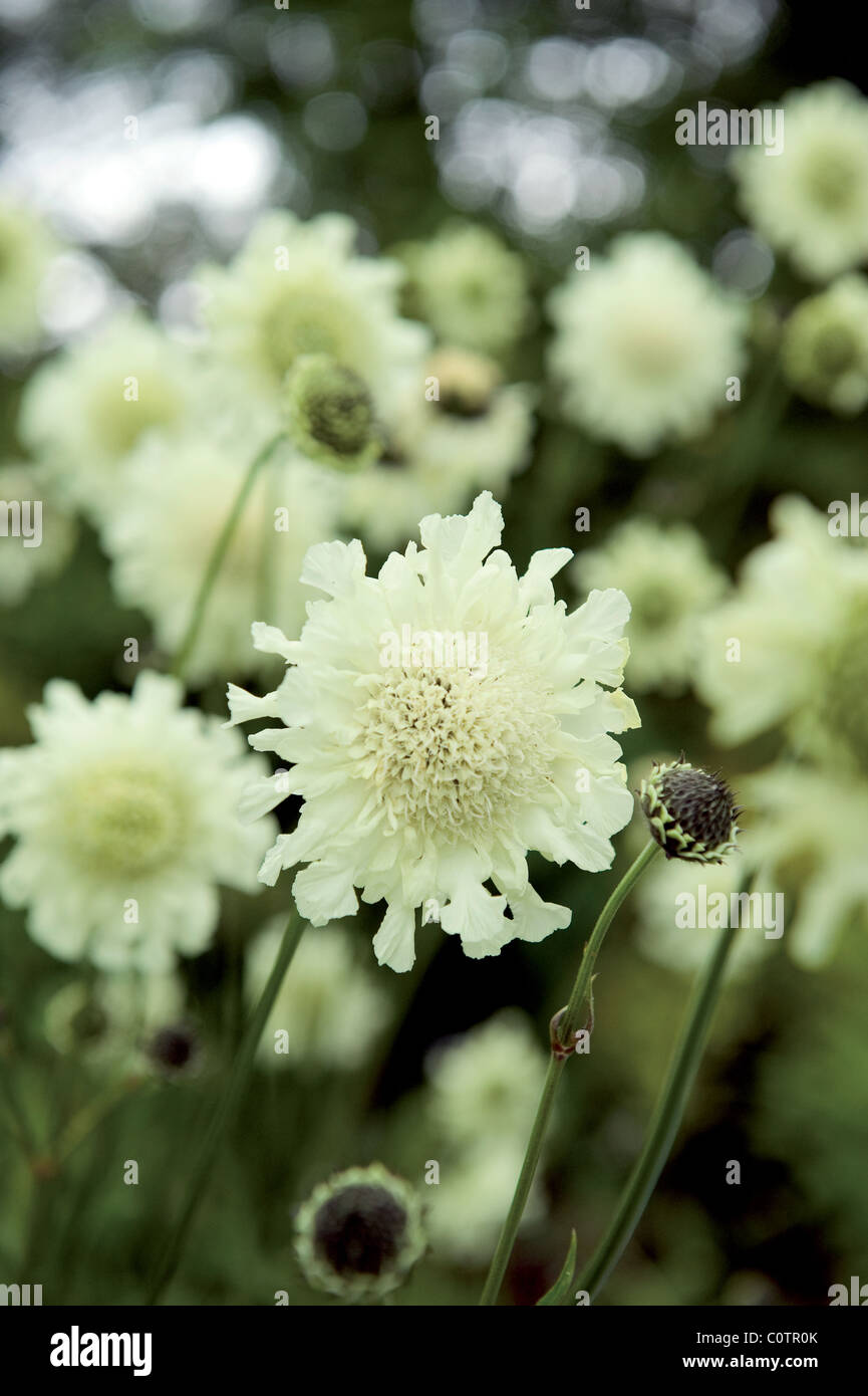 Giant Scabious Cephalaria Gigantea Flower Detail Stock Photo