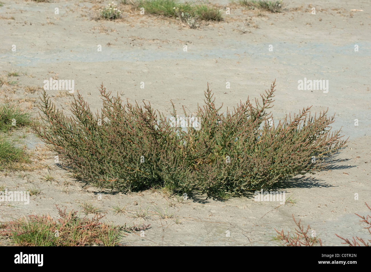 Seepweed, Seablite (Suaeda pannonica), plant at the edge of a salt pan. Lake Neusiedl, Austria. Stock Photo