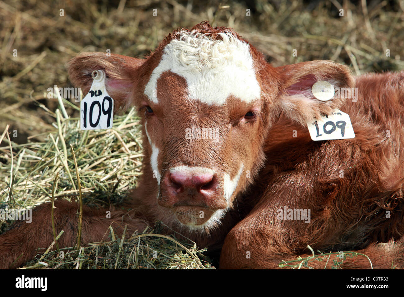 Newborn day old calf laying on hay straw. Ear tags showing it belongs to me. Brown calf. Agriculture and cattle ranch. Stock Photo