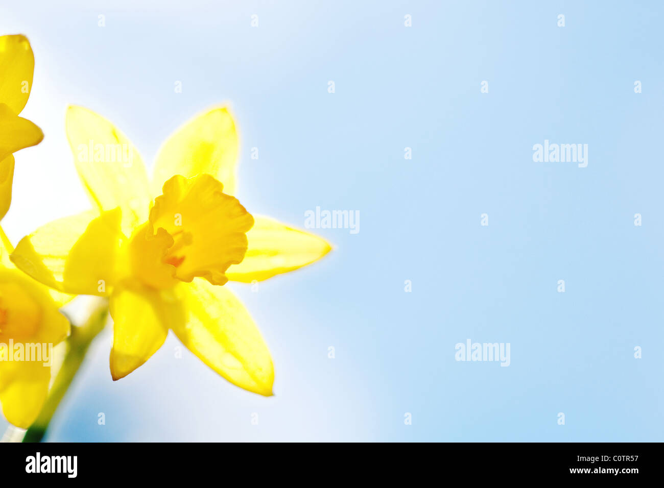 Yellow spring Daffodils, close-up shot taken outdoors in February with blue sky. Stock Photo